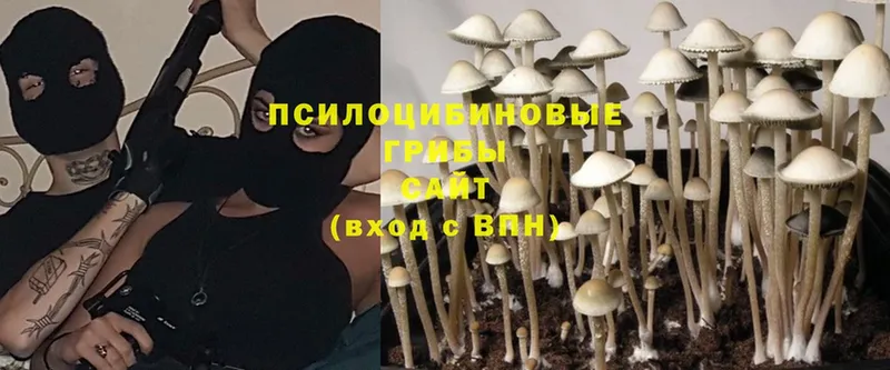 kraken   Богданович  Псилоцибиновые грибы Psilocybine cubensis 